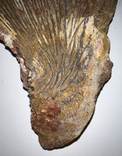 Load image into Gallery viewer, Super Rare Dinosaur age Giant Fresh Water Coelacanth Fossil Gill Plate 7 Inches