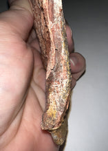 Load image into Gallery viewer, Super Rare Dinosaur age Giant Fresh Water Coelacanth Fossil Gill Plate 7 Inches