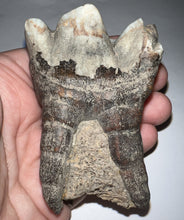 Load image into Gallery viewer, HUGE Ice Age Fossil Woolly Rhinoceros Molar Coelodonta Antiquitatis 3.09 Inches
