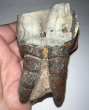 Load image into Gallery viewer, HUGE Ice Age Fossil Woolly Rhinoceros Molar Coelodonta Antiquitatis 3.09 Inches