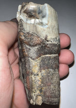 Load image into Gallery viewer, HUGE Ice Age Fossil Woolly Rhinoceros Molar Coelodonta Antiquitatis 3.09 Inches