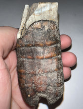 Load image into Gallery viewer, HUGE Ice Age Fossil Woolly Rhinoceros Molar Coelodonta Antiquitatis 3.09 Inches