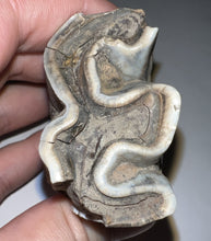 Load image into Gallery viewer, HUGE Ice Age Fossil Woolly Rhinoceros Molar Coelodonta Antiquitatis 3.09 Inches