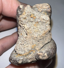 Load image into Gallery viewer, HUGE Ice Age Fossil Woolly Rhinoceros Molar Coelodonta Antiquitatis 3.09 Inches