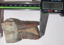 Load image into Gallery viewer, HUGE Ice Age Fossil Woolly Rhinoceros Molar Coelodonta Antiquitatis 3.09 Inches