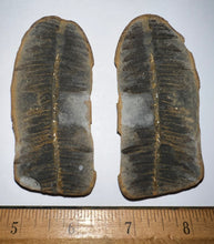 Load image into Gallery viewer, Fossil Tree Fern from Mazon Creek both halves 3.15 inches