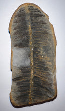 Load image into Gallery viewer, Fossil Tree Fern from Mazon Creek both halves 3.15 inches