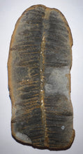 Load image into Gallery viewer, Fossil Tree Fern from Mazon Creek both halves 3.15 inches