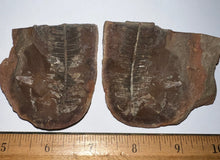 Load image into Gallery viewer, Fossil Tree Fern from Mazon Creek both halves 2 inches