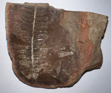 Load image into Gallery viewer, Fossil Tree Fern from Mazon Creek both halves 2 inches