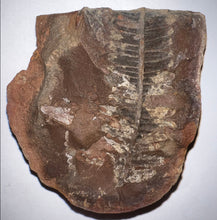 Load image into Gallery viewer, Fossil Tree Fern from Mazon Creek both halves 2 inches