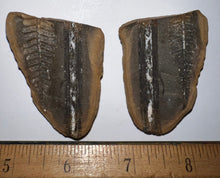 Load image into Gallery viewer, Fossil Tree Fern and Giant Extinct Club Moss Cyperites from Mazon Creek both halves