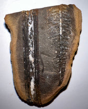 Load image into Gallery viewer, Fossil Tree Fern and Giant Extinct Club Moss Cyperites from Mazon Creek both halves