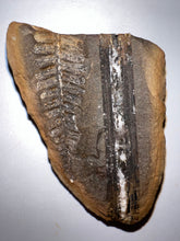 Load image into Gallery viewer, Fossil Tree Fern and Giant Extinct Club Moss Cyperites from Mazon Creek both halves