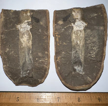 Load image into Gallery viewer, Extinct Fossil Horsetail Calamites from Mazon Creek 3.35 Inches Both Halves