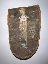 Load image into Gallery viewer, Extinct Fossil Horsetail Calamites from Mazon Creek 3.35 Inches Both Halves