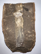Load image into Gallery viewer, Extinct Fossil Horsetail Calamites from Mazon Creek 3.35 Inches Both Halves