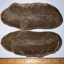 Load image into Gallery viewer, Extinct Fossil Horsetail Calamites from Mazon Creek 5.8 Inches Both Halves