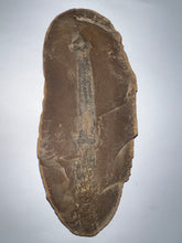 Load image into Gallery viewer, Extinct Fossil Horsetail Calamites from Mazon Creek 5.8 Inches Both Halves