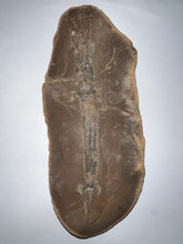 Load image into Gallery viewer, Extinct Fossil Horsetail Calamites from Mazon Creek 5.8 Inches Both Halves