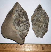 Load image into Gallery viewer, Extinct Fossil Horsetail Annularia from Mazon Creek numerous leaves Both Halves