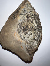 Load image into Gallery viewer, Extinct Fossil Horsetail Annularia from Mazon Creek numerous leaves Both Halves