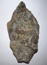 Load image into Gallery viewer, Extinct Fossil Horsetail Annularia from Mazon Creek numerous leaves Both Halves