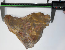 Load image into Gallery viewer, Super Rare Dinosaur age Giant Fresh Water Coelacanth Fossil Gill Plate 7 Inches