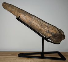 Load image into Gallery viewer, Triceratops type Ceratopsian Brow Horn 20.5 Inches with Custom Metal Stand!! Hell Creek Wyoming