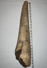 Load image into Gallery viewer, Triceratops type Ceratopsian Brow Horn 20.5 Inches with Custom Metal Stand!! Hell Creek Wyoming