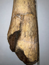 Load image into Gallery viewer, Triceratops type Ceratopsian Brow Horn 20.5 Inches with Custom Metal Stand!! Hell Creek Wyoming