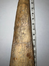 Load image into Gallery viewer, Triceratops type Ceratopsian Brow Horn 20.5 Inches with Custom Metal Stand!! Hell Creek Wyoming