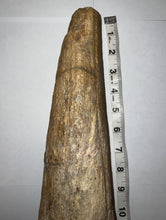 Load image into Gallery viewer, Triceratops type Ceratopsian Brow Horn 20.5 Inches with Custom Metal Stand!! Hell Creek Wyoming