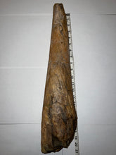 Load image into Gallery viewer, Triceratops type Ceratopsian Brow Horn 20.5 Inches with Custom Metal Stand!! Hell Creek Wyoming