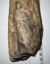 Load image into Gallery viewer, Triceratops type Ceratopsian Brow Horn 20.5 Inches with Custom Metal Stand!! Hell Creek Wyoming