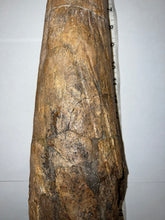 Load image into Gallery viewer, Triceratops type Ceratopsian Brow Horn 20.5 Inches with Custom Metal Stand!! Hell Creek Wyoming