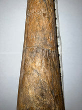Load image into Gallery viewer, Triceratops type Ceratopsian Brow Horn 20.5 Inches with Custom Metal Stand!! Hell Creek Wyoming