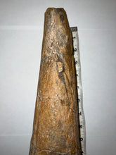 Load image into Gallery viewer, Triceratops type Ceratopsian Brow Horn 20.5 Inches with Custom Metal Stand!! Hell Creek Wyoming