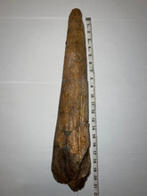 Load image into Gallery viewer, Triceratops type Ceratopsian Brow Horn 20.5 Inches with Custom Metal Stand!! Hell Creek Wyoming