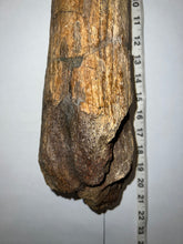 Load image into Gallery viewer, Triceratops type Ceratopsian Brow Horn 20.5 Inches with Custom Metal Stand!! Hell Creek Wyoming