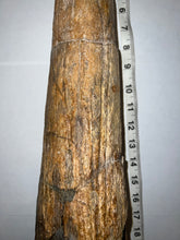 Load image into Gallery viewer, Triceratops type Ceratopsian Brow Horn 20.5 Inches with Custom Metal Stand!! Hell Creek Wyoming