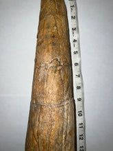 Load image into Gallery viewer, Triceratops type Ceratopsian Brow Horn 20.5 Inches with Custom Metal Stand!! Hell Creek Wyoming