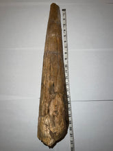 Load image into Gallery viewer, Triceratops type Ceratopsian Brow Horn 20.5 Inches with Custom Metal Stand!! Hell Creek Wyoming