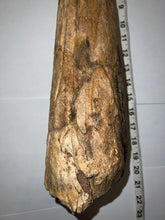 Load image into Gallery viewer, Triceratops type Ceratopsian Brow Horn 20.5 Inches with Custom Metal Stand!! Hell Creek Wyoming