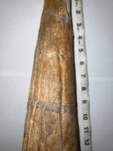 Load image into Gallery viewer, Triceratops type Ceratopsian Brow Horn 20.5 Inches with Custom Metal Stand!! Hell Creek Wyoming