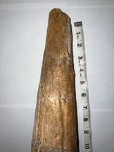 Load image into Gallery viewer, Triceratops type Ceratopsian Brow Horn 20.5 Inches with Custom Metal Stand!! Hell Creek Wyoming