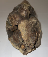 Load image into Gallery viewer, Triceratops type Ceratopsian Brow Horn 20.5 Inches with Custom Metal Stand!! Hell Creek Wyoming