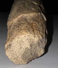 Load image into Gallery viewer, Triceratops type Ceratopsian Brow Horn 20.5 Inches with Custom Metal Stand!! Hell Creek Wyoming