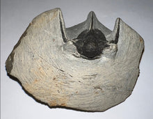 Load image into Gallery viewer, Large Spiny Cyphaspis Fossil Trilobite 1.6 Inches
