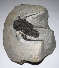 Load image into Gallery viewer, Large Spiny Cyphaspis Fossil Trilobite 1.6 Inches